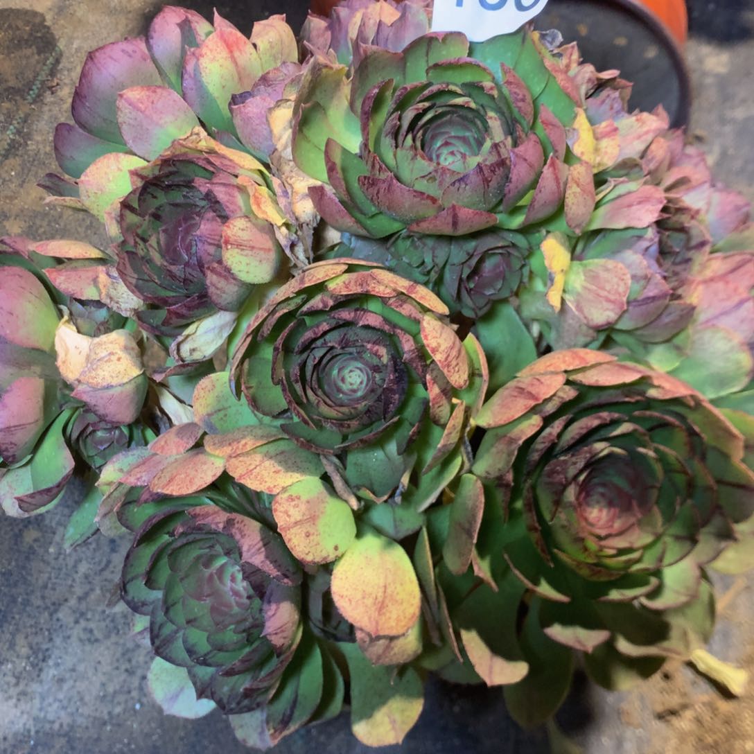 156万拉多肉植物