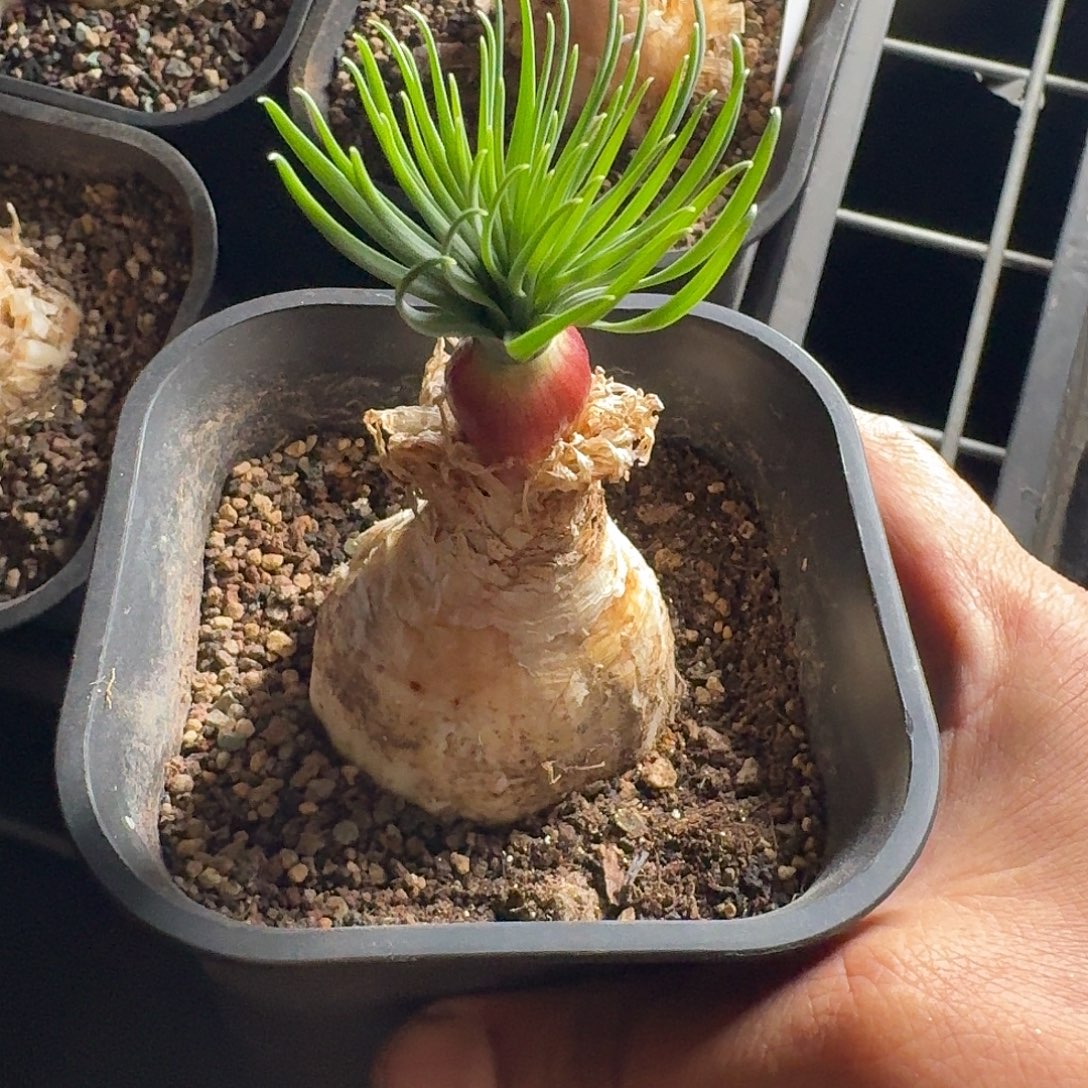 gn大炮弹簧草一个带盆