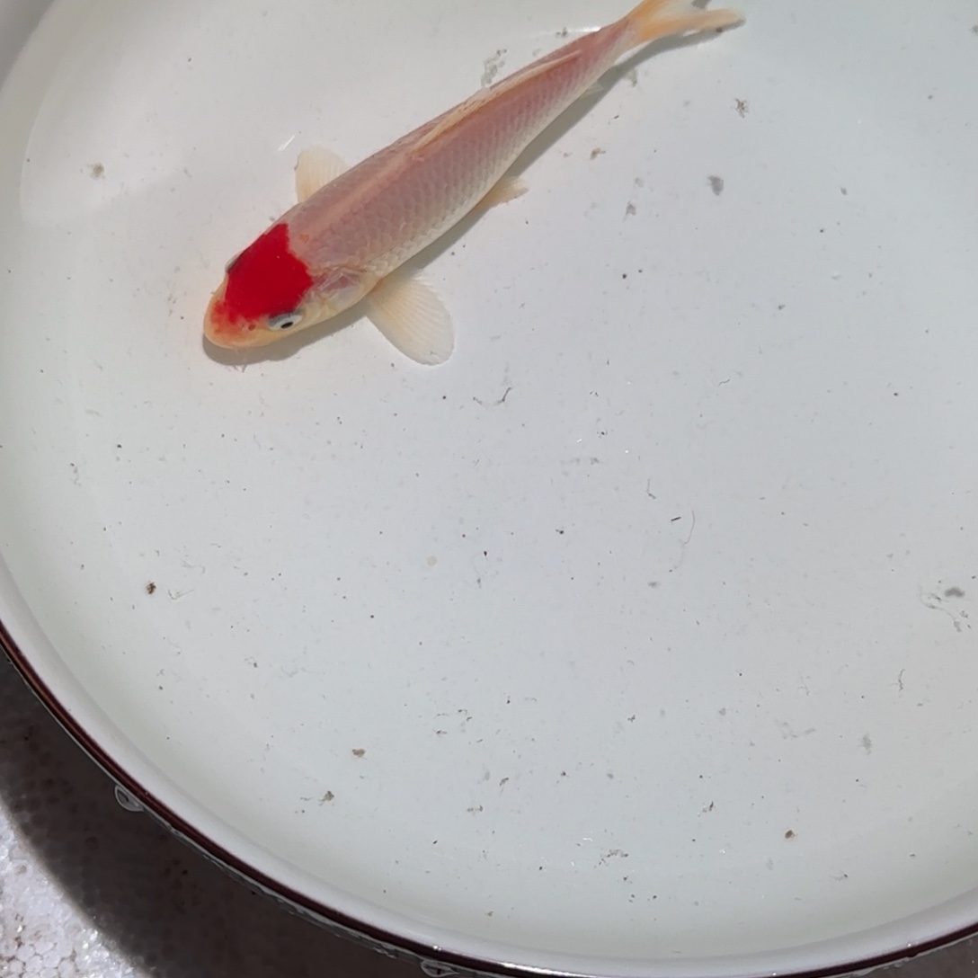 楊***_锦鲤锦鲤 观赏鱼 锦鲤