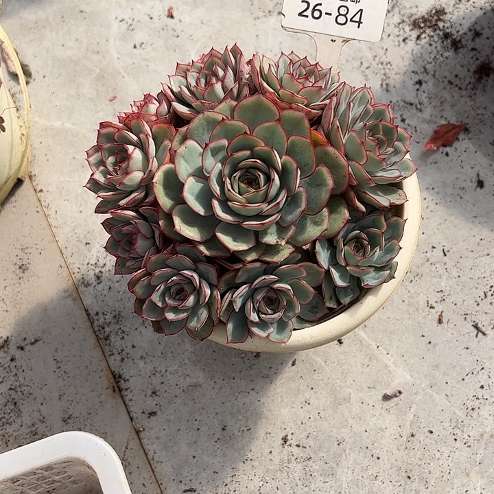 ****多肉植物组合盆栽26-84