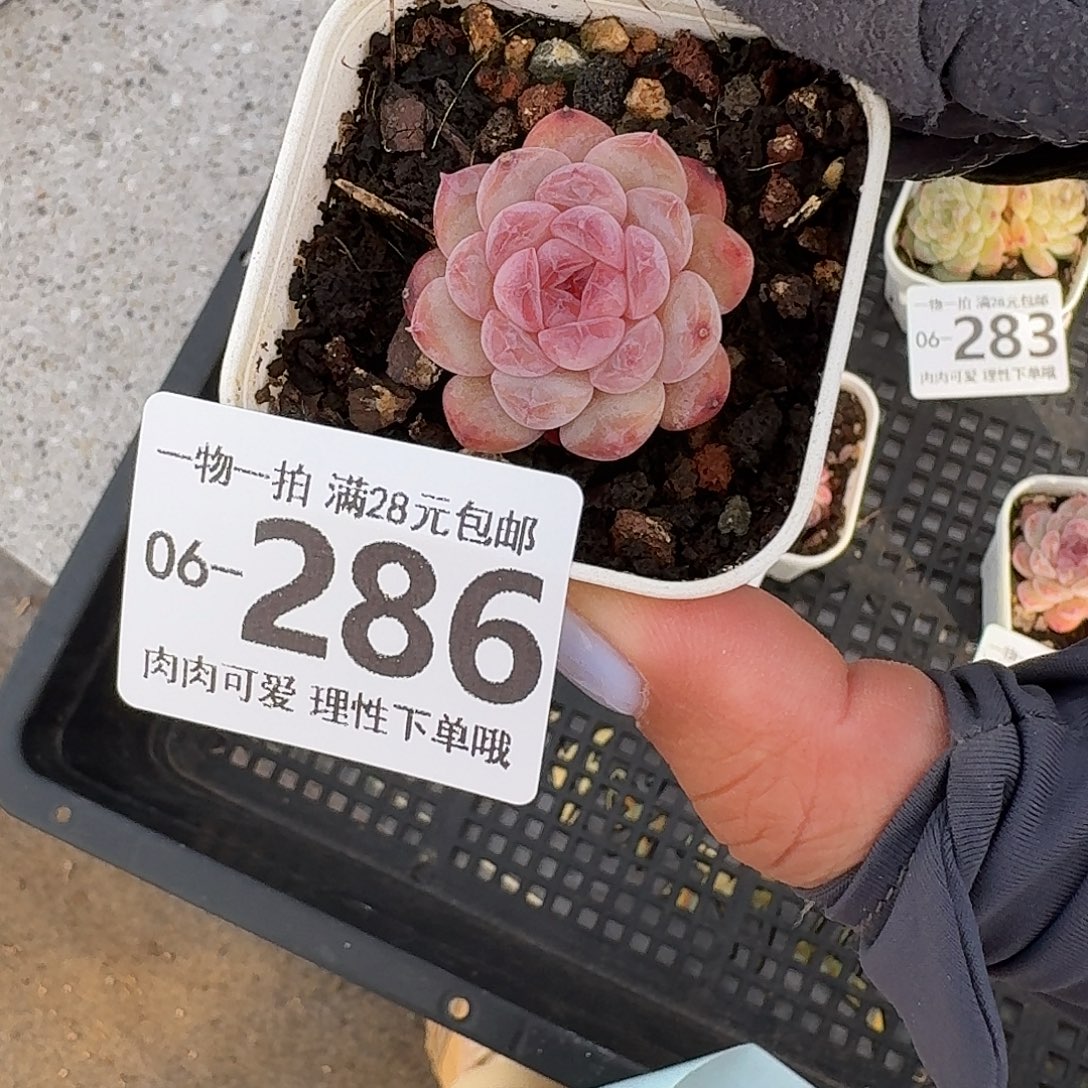 冰魄无盆土发货无