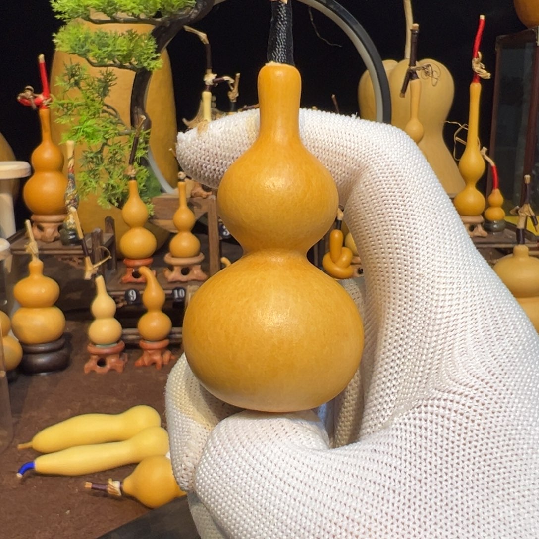 ****摇精品天津嘴葫芦长直嘴