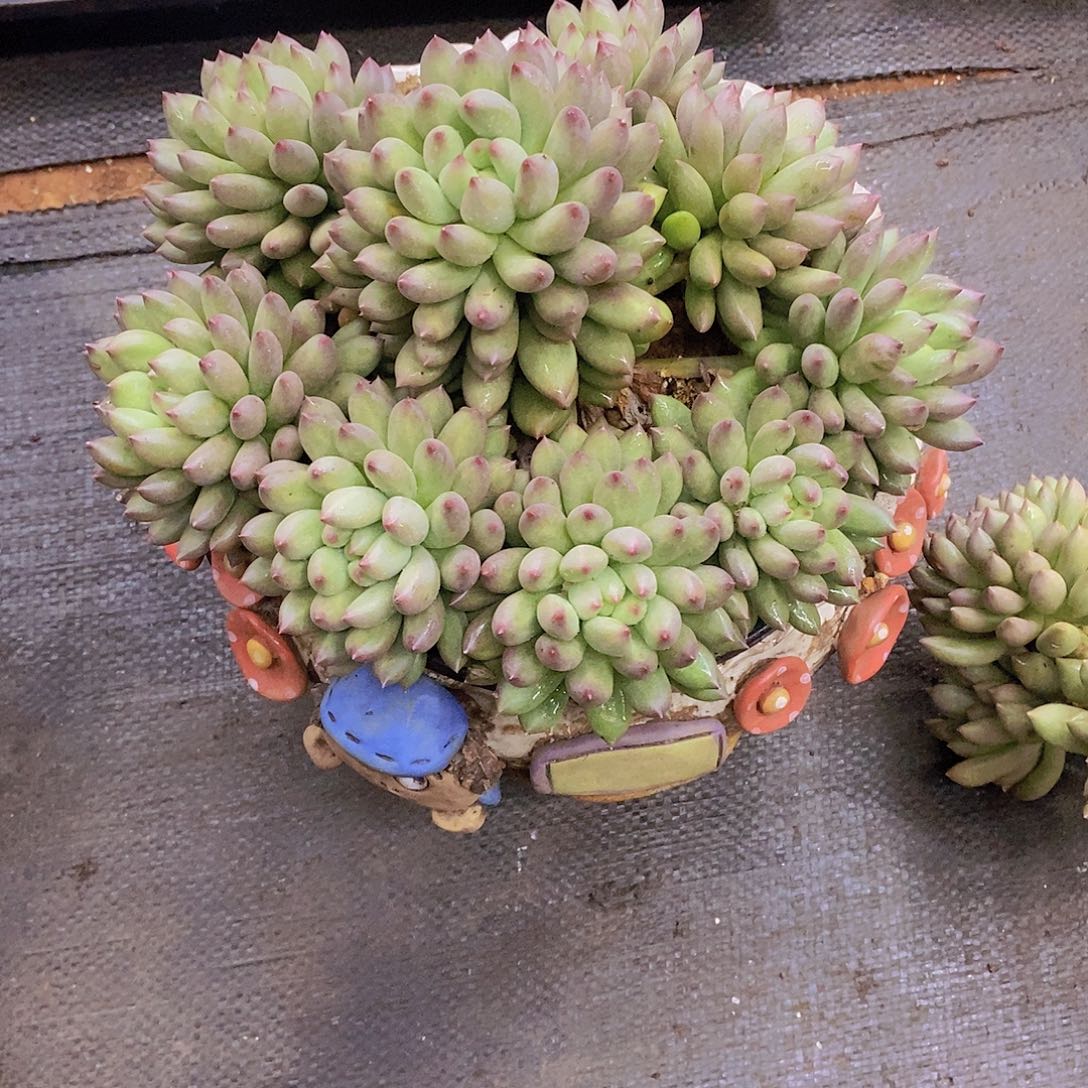 时***痛多肉植物多肉植物