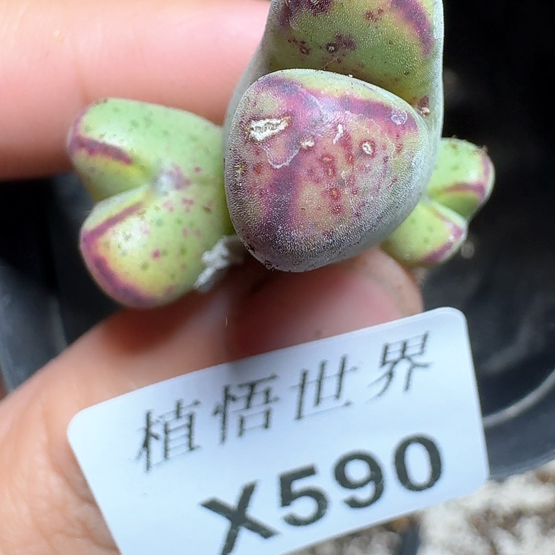 590¥盒多肉植物哇f g v