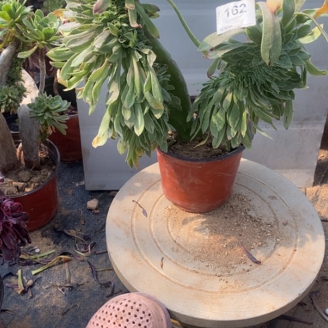 原始绿缀一物一拍