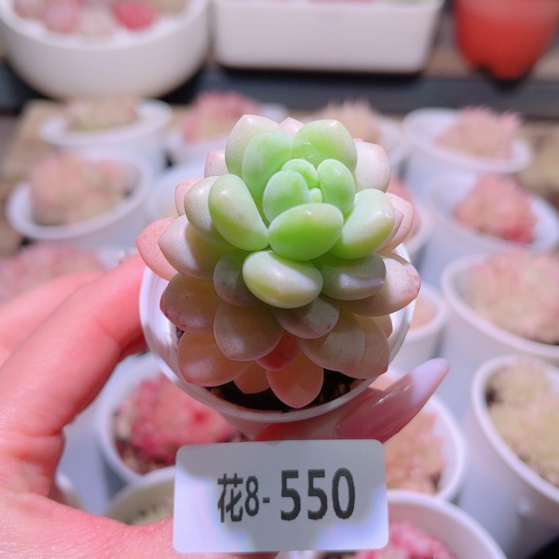 花利美8-550洛可可