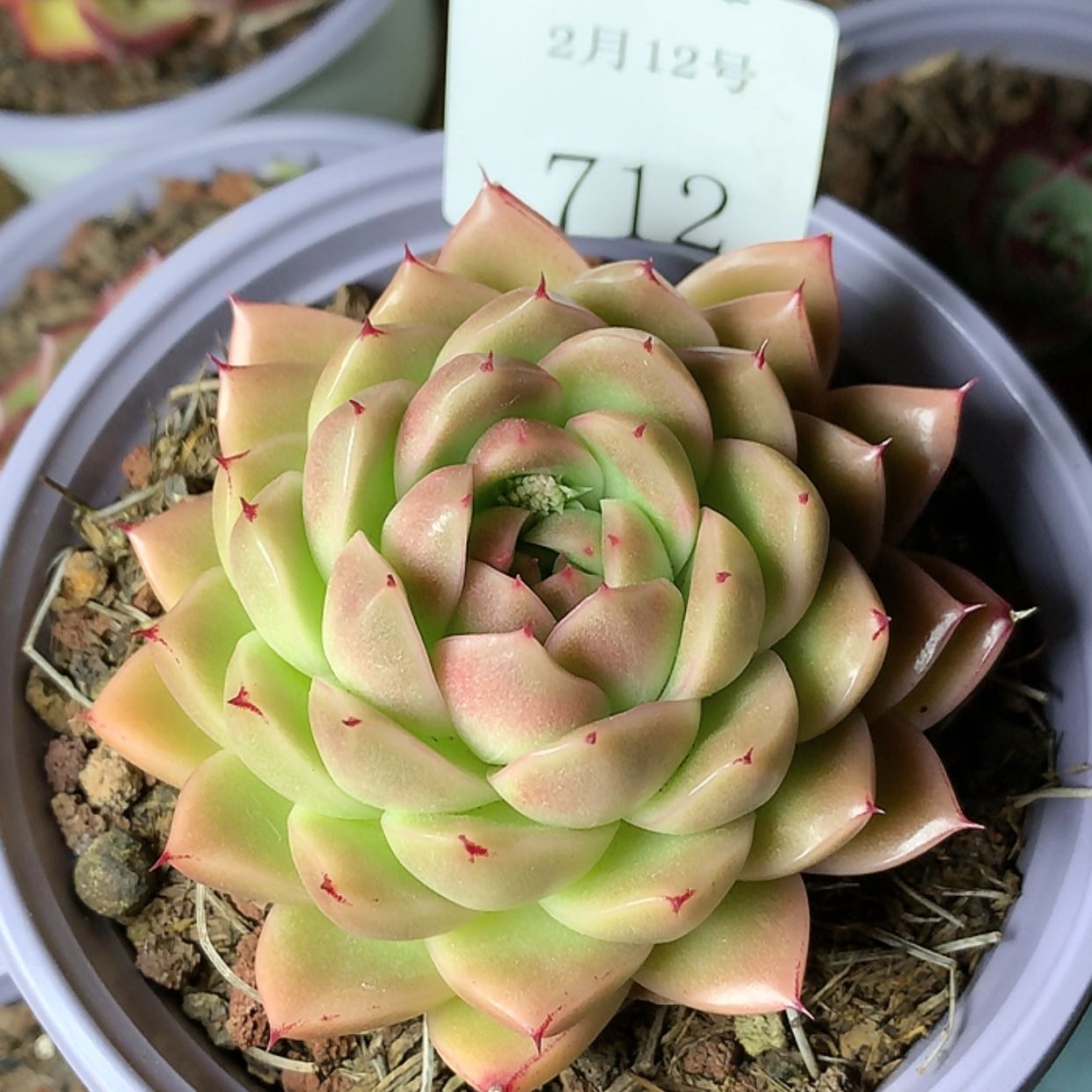 【闪购商品】云712