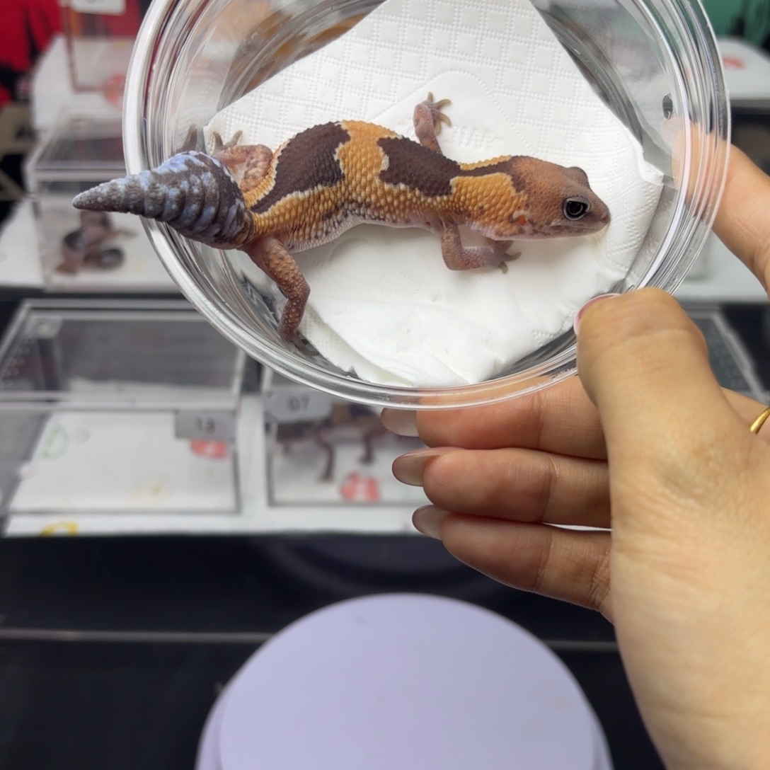 肥尾守宫祖鲁h橘白 N052 妹妹