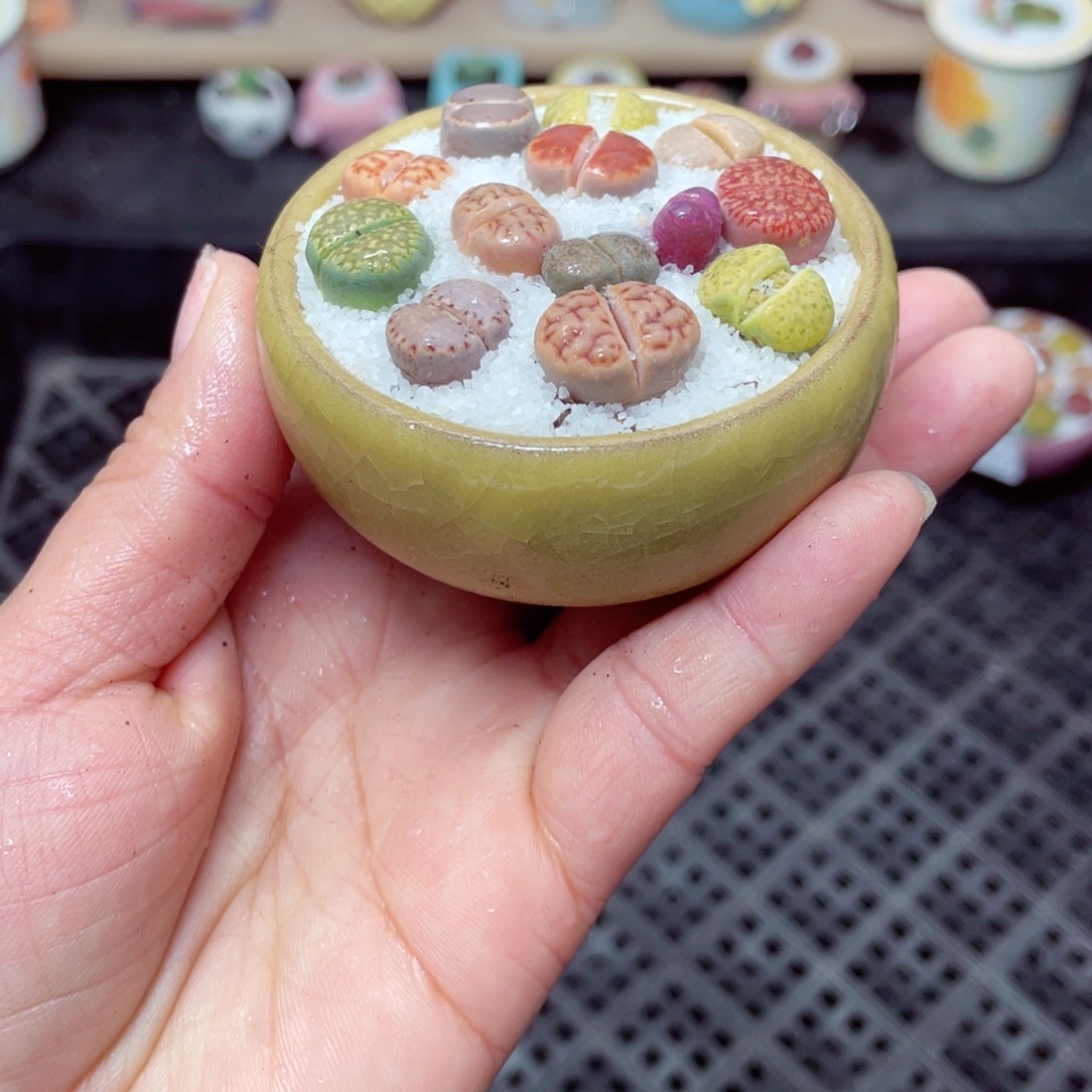 w1602 带盆土发货零下-地区拍保温箱