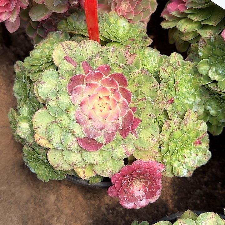 3-8050知否多肉法师