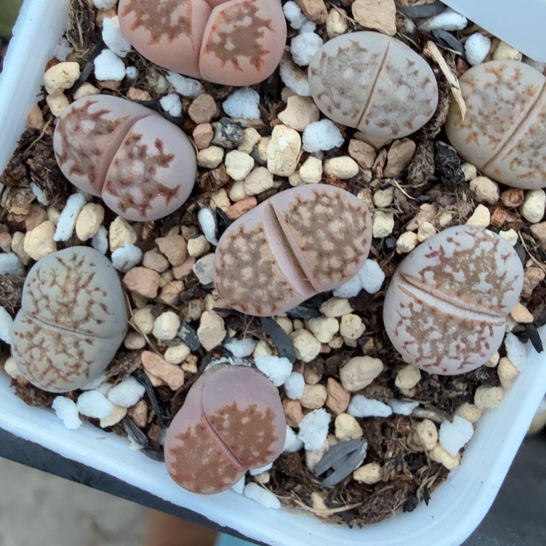 你等的人不让回吧就739