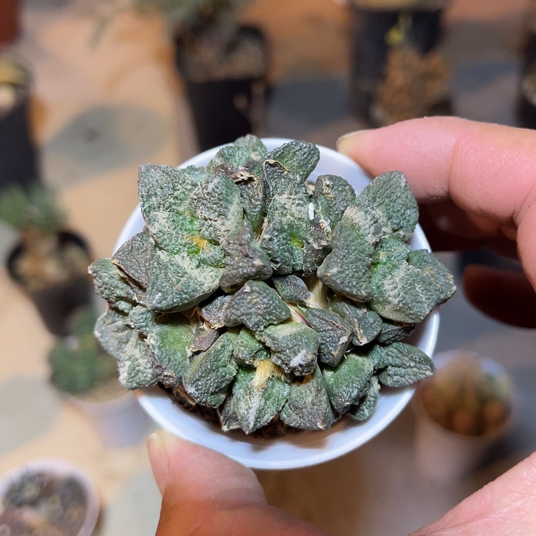 牡丹大群一物一拍