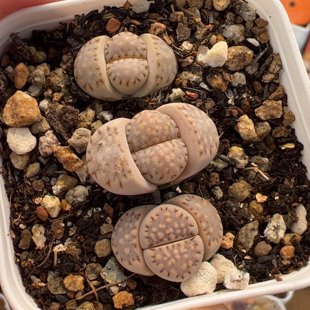 089多肉植物百科