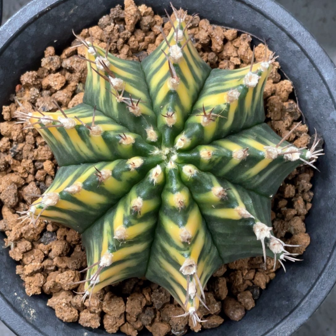 当前无花朵，栽培后可花朵斑马规律V背烟花米哈锦