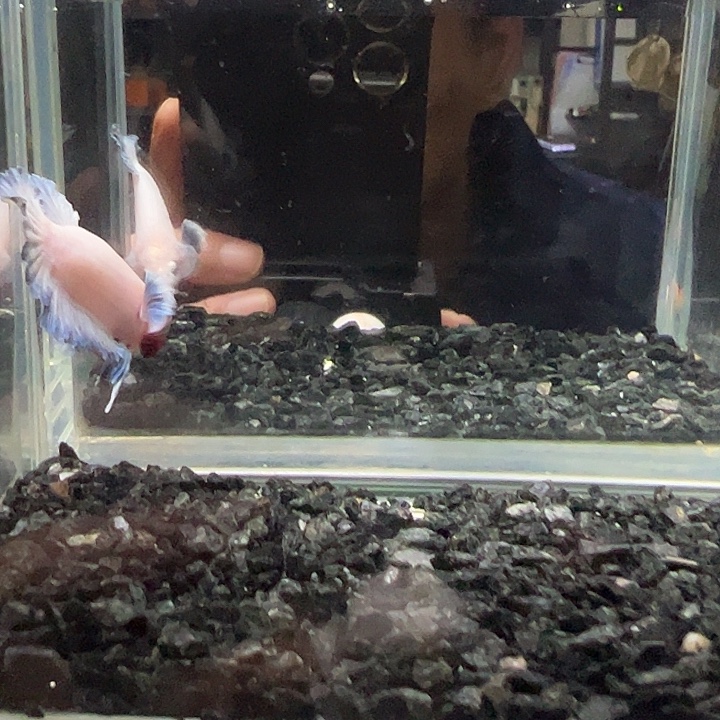 斗鱼跑单拉黑4日56