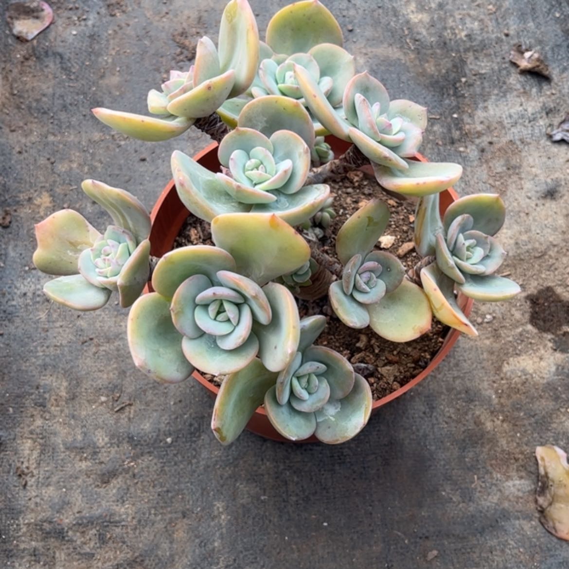 【闪购商品】无花朵碧****）