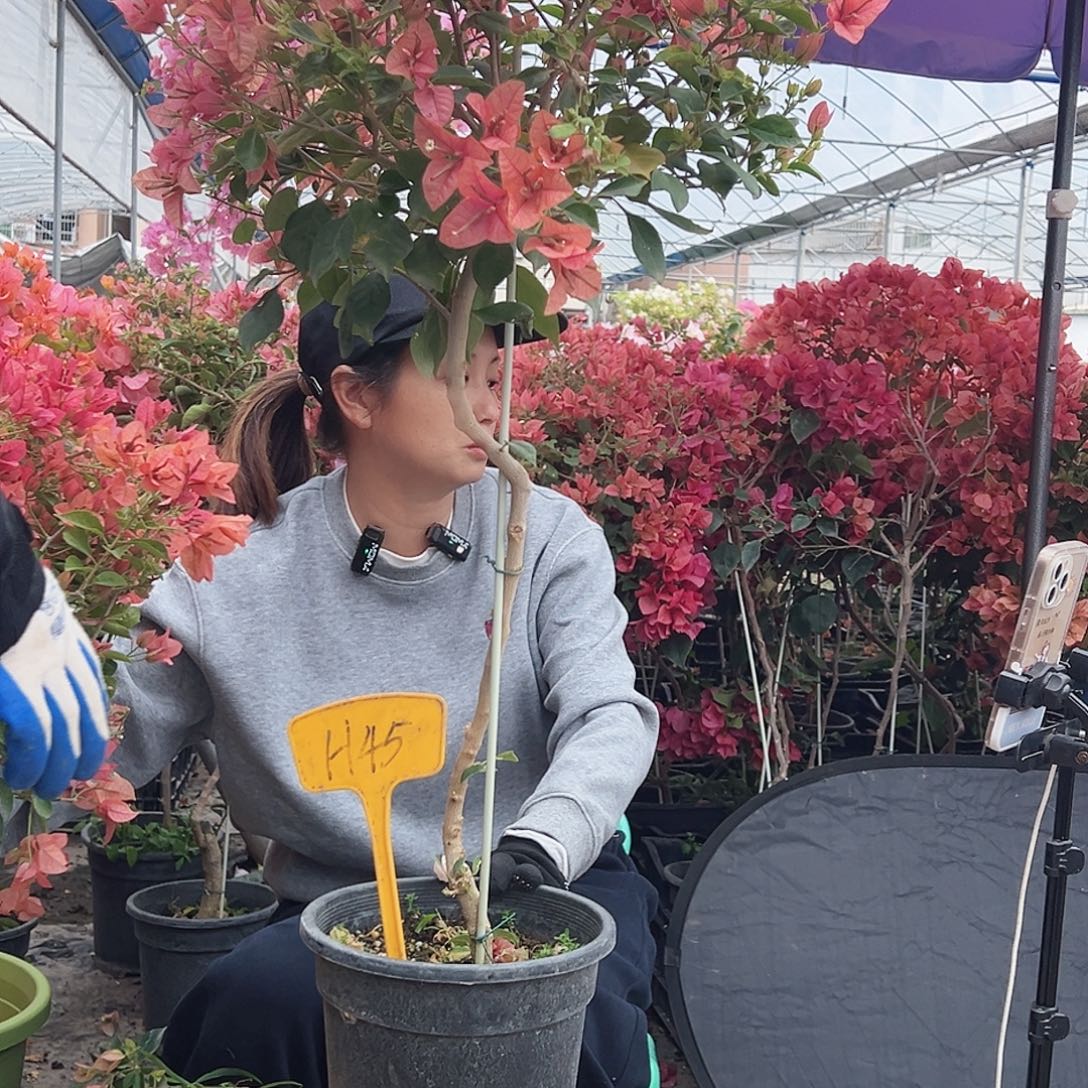 @***枫大部分花苞少量开放H45伊莎贝拉酒红