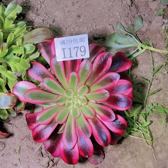 1179美杜莎多肉植物