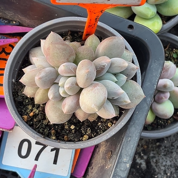 多肉植物海豚体个体507