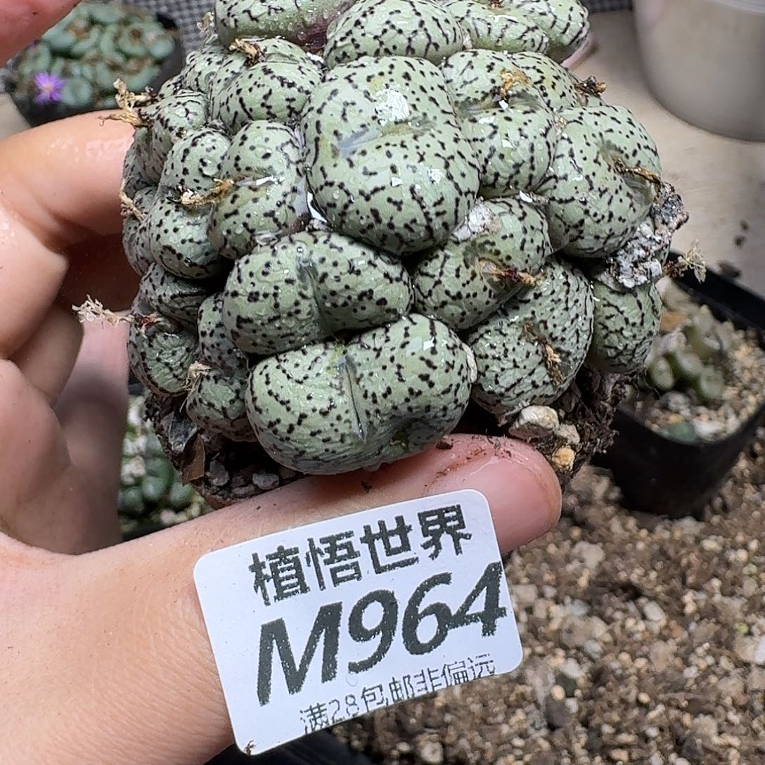多肉植物的润泽fhn