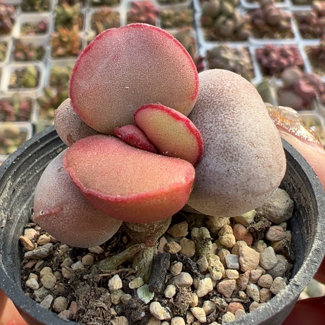 红蛋老桩多肉植物水泡