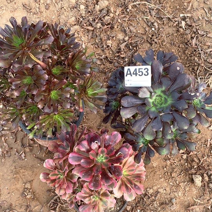 无花朵453美杜莎黑原液多肉植物