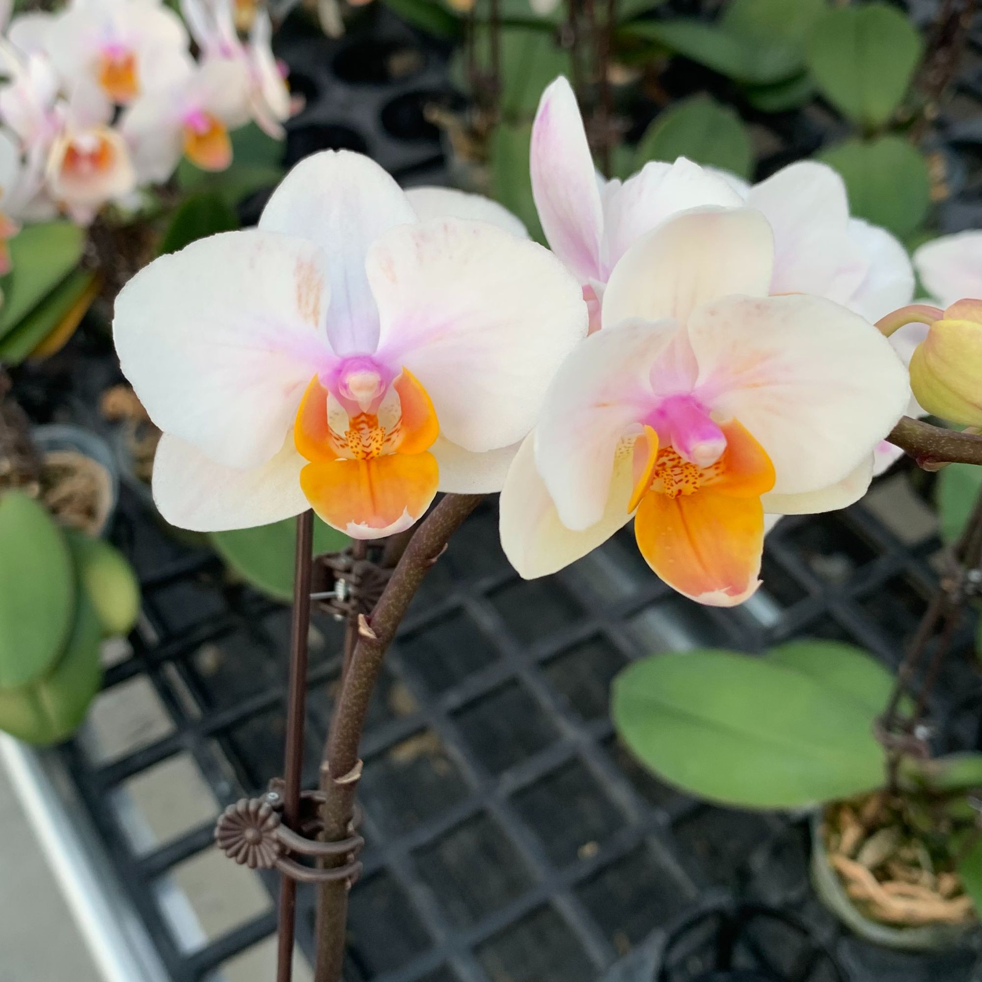 【荳蔻年华】2.8杯蝴蝶兰 桌面鲜花绿植 大棚基地直发 