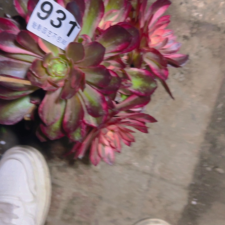 黑魔锦花25-19包邮花花