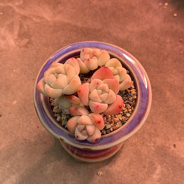 一物一拍，冰玉群