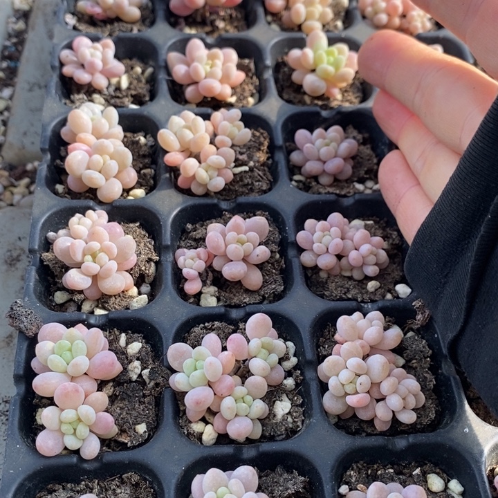 78 多肉植物盆栽花卉