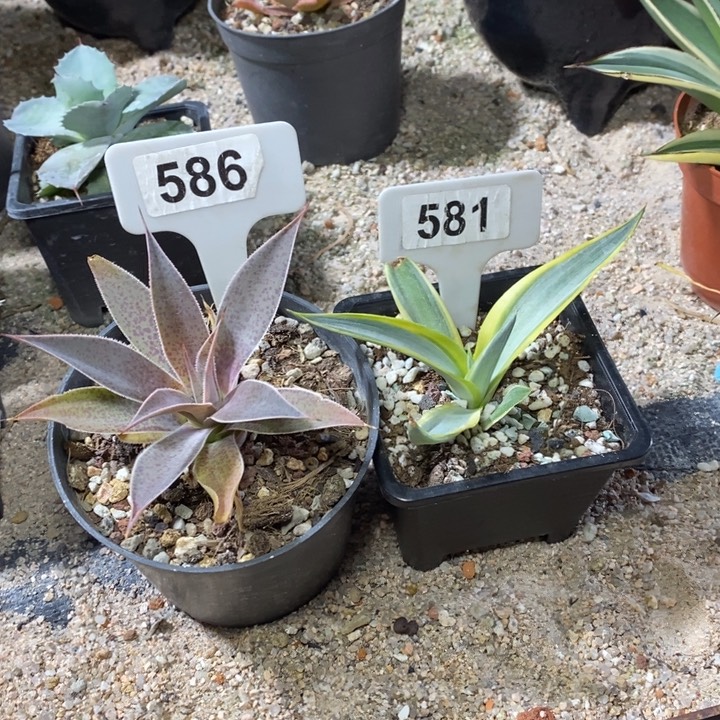 潜**渊福利两颗！！！！！！