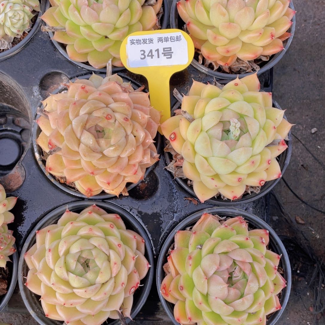 341号油透麦秆单头母本一个