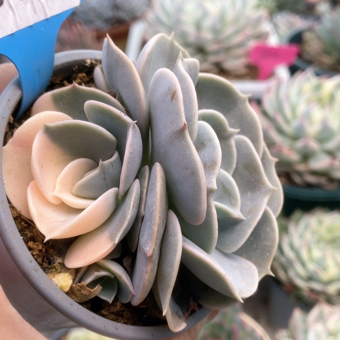 343双子座锦锦锦锦锦锦