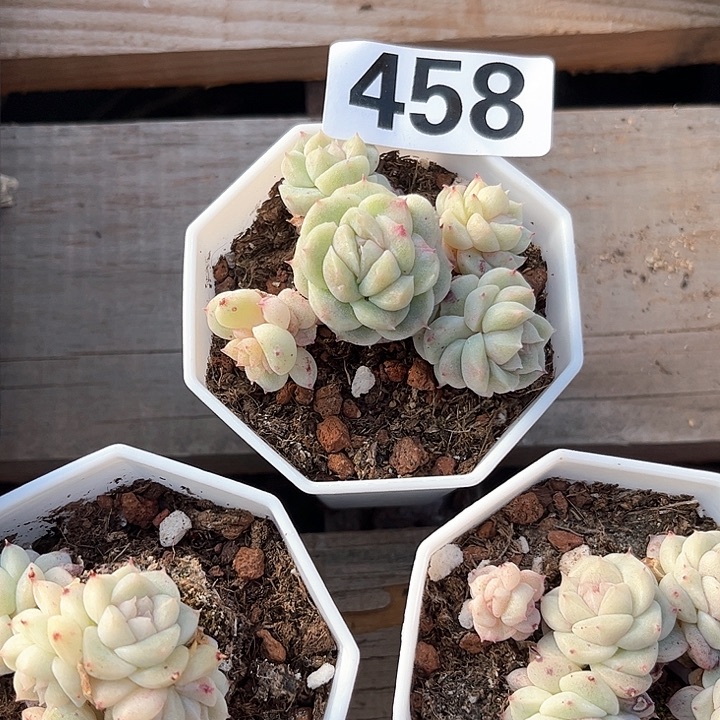 仙*✨多肉植物一物一拍