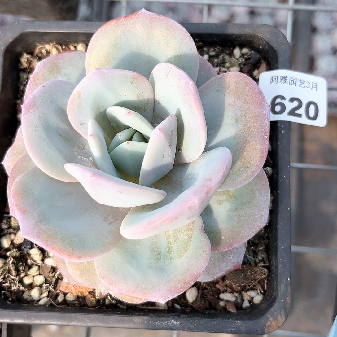 阿雅园艺。   620