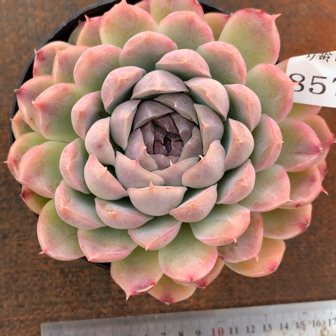 8575杂交多肉老桩