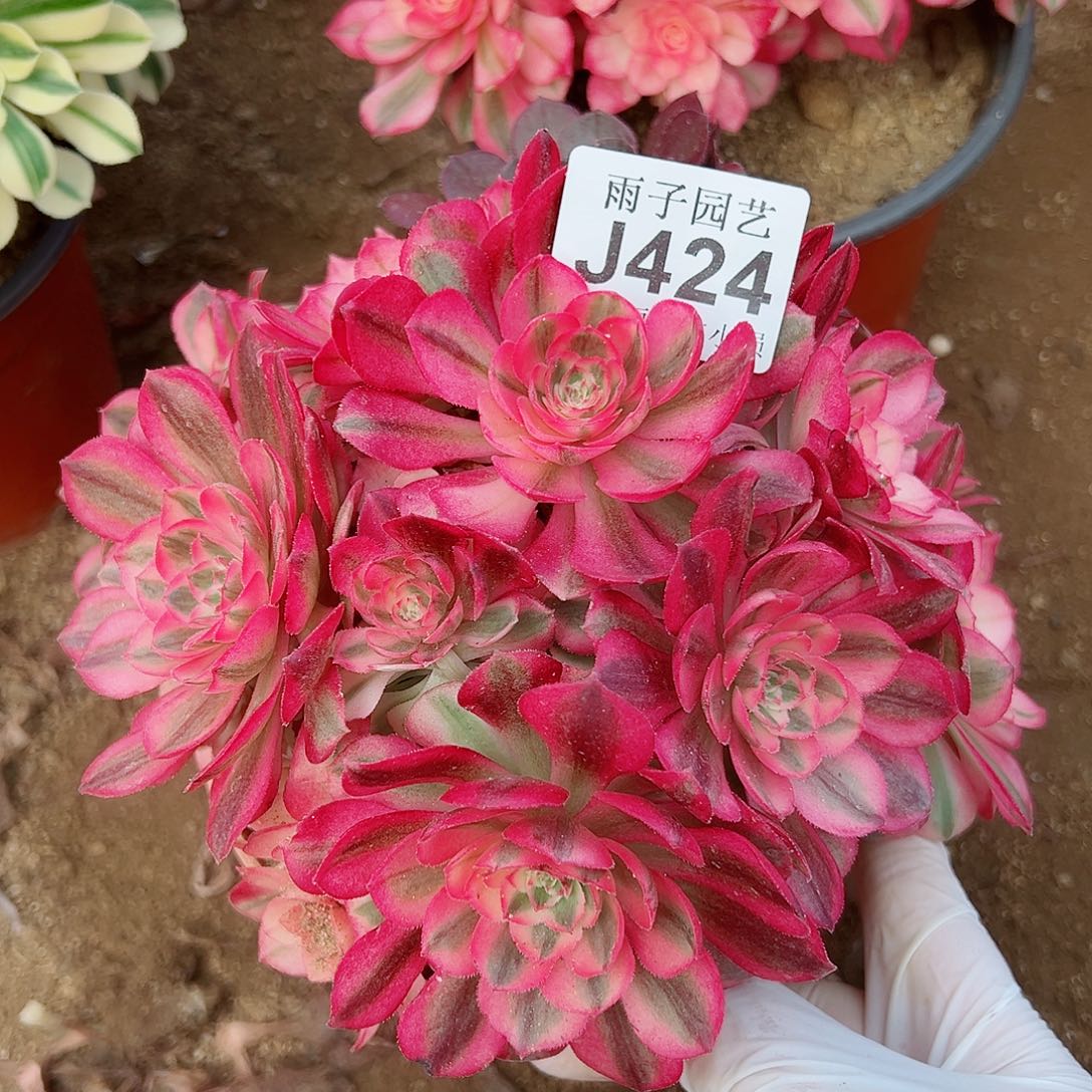 424倾城尺寸18左右