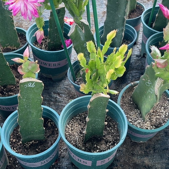 红***滚18号086➕060两颗000000