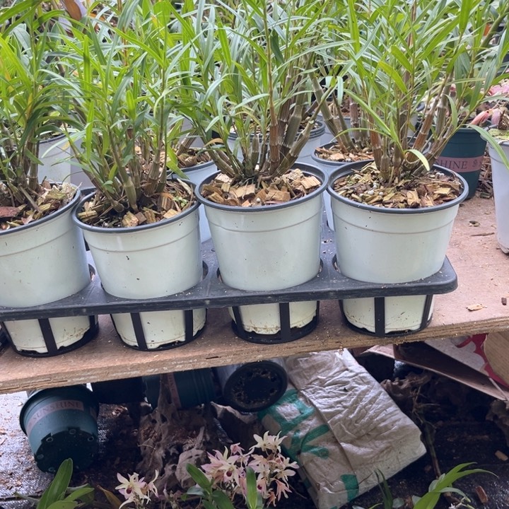 当前无花栽培后可以开花竹叶石斛一物一拍