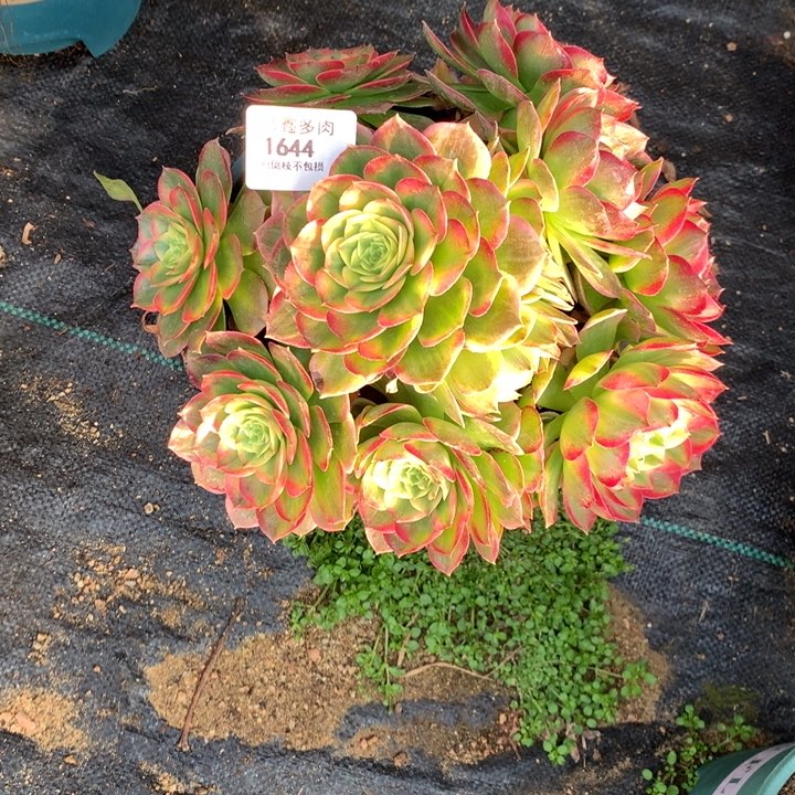 1644海王多肉植物