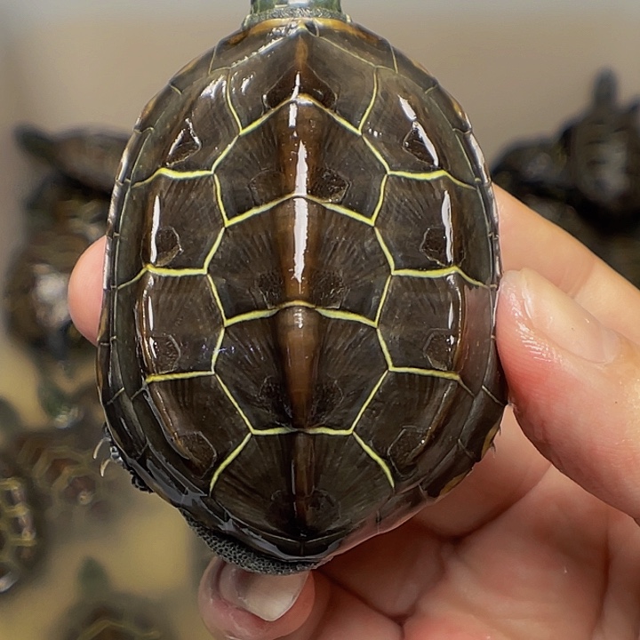 中华草龟不分公母