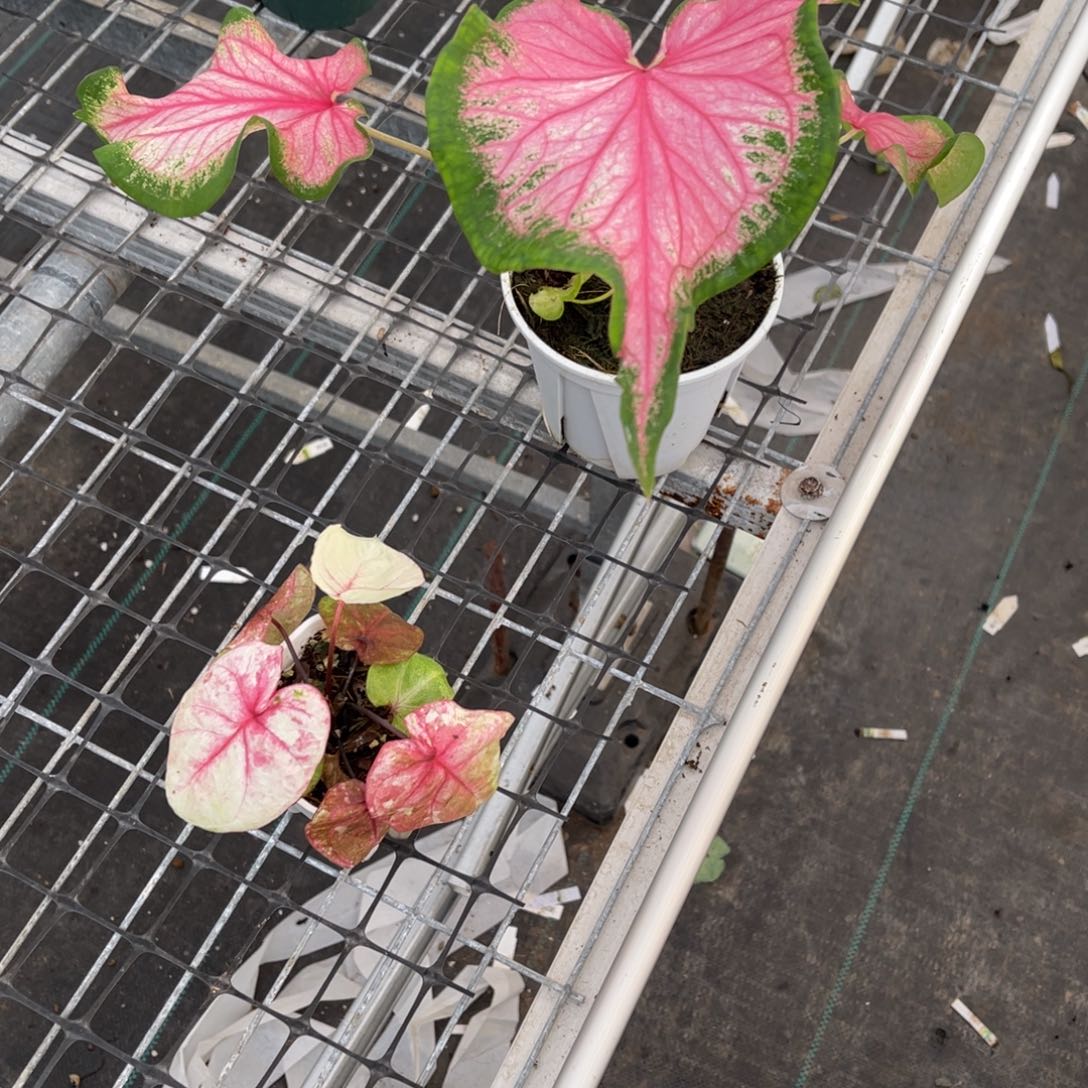 糖***糖无花朵442哈啦436散粉不包售后