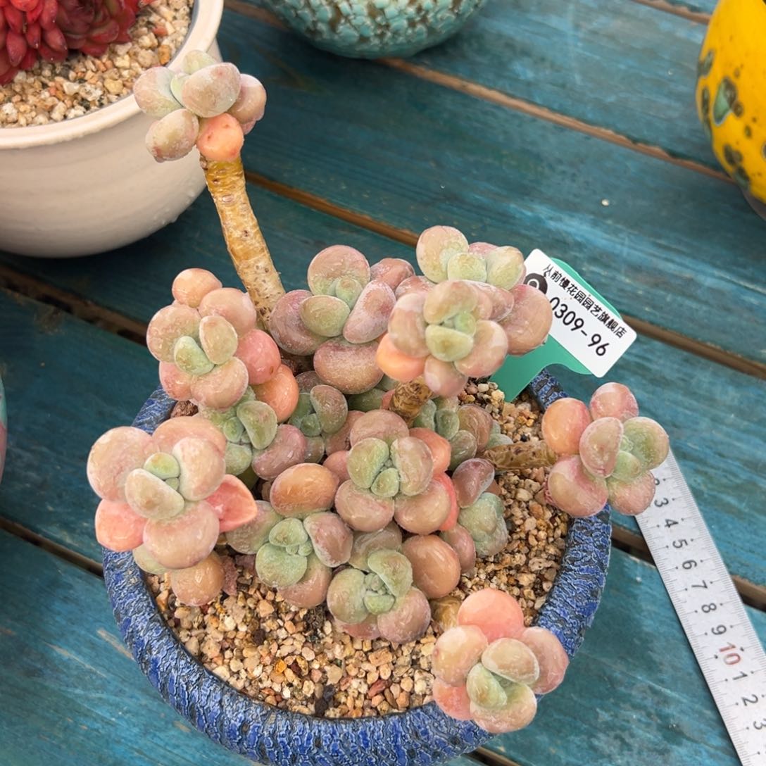 多肉一物一拍0309-96