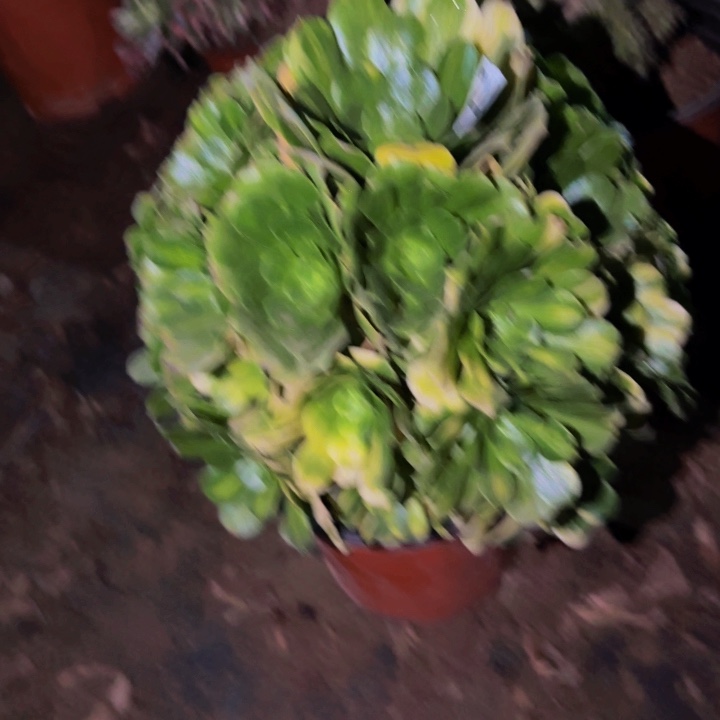 248七彩多肉植物不售后