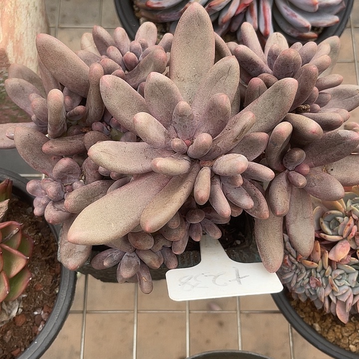 两单包邮，一物一拍238糖果美人