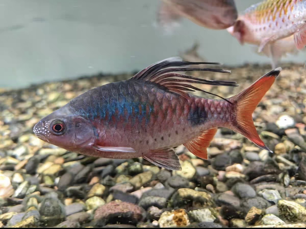 克里希那道金斯鲃广温淡水观赏鱼原生鱼紫红彩虹黑影道人