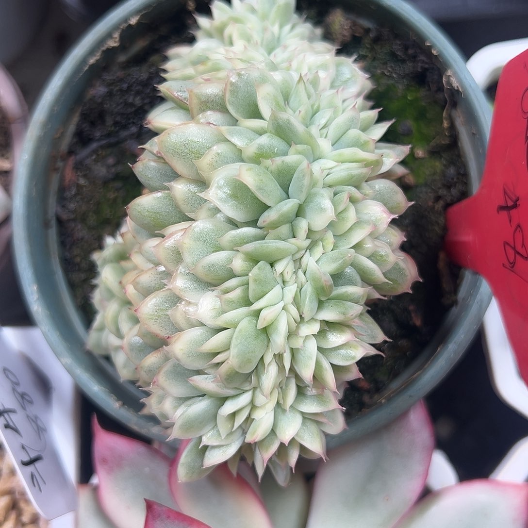 麦秆拉丝多肉植物