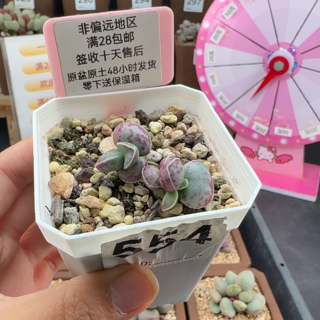 554艾薇蛋多肉植物