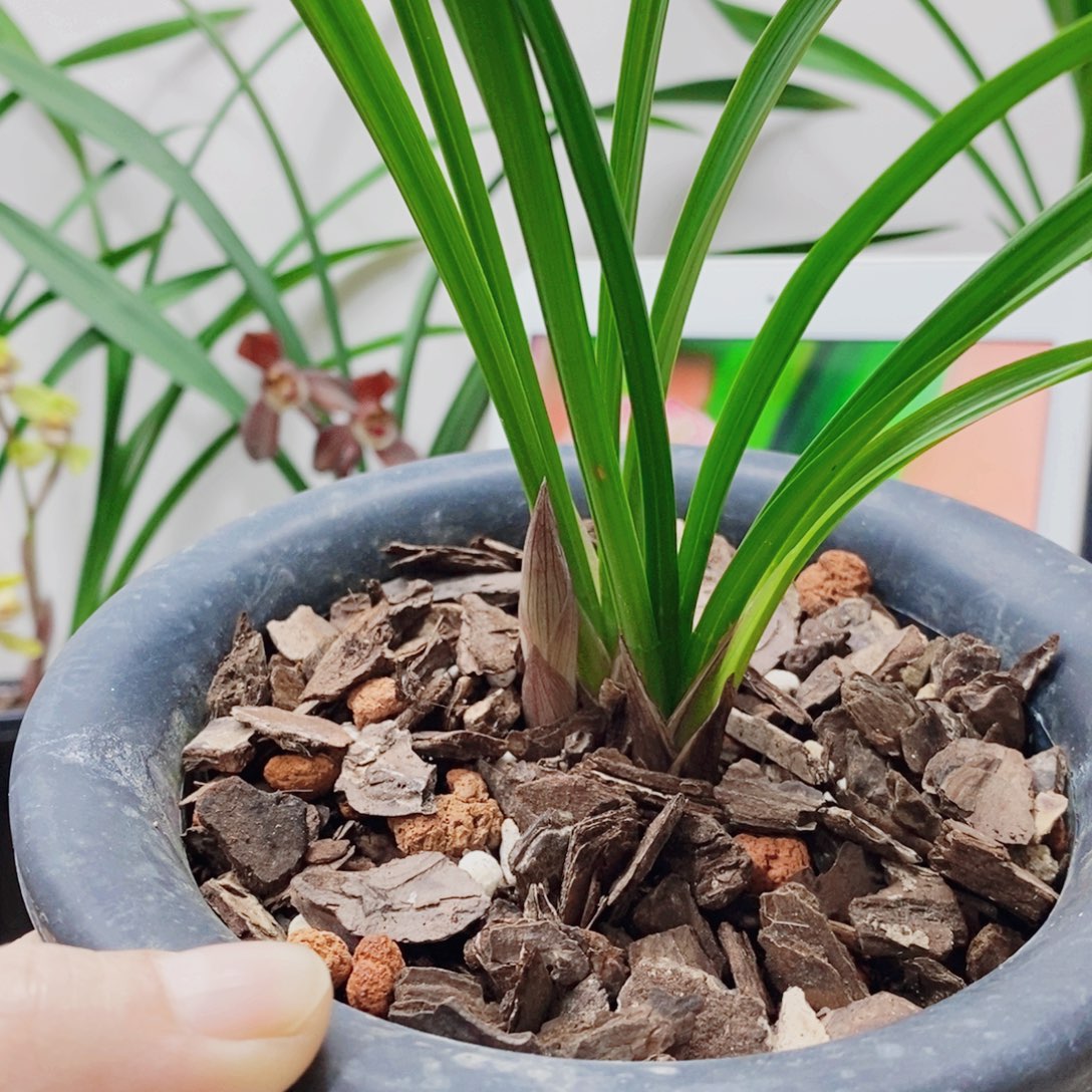 老***乎大部分花苞少量开放