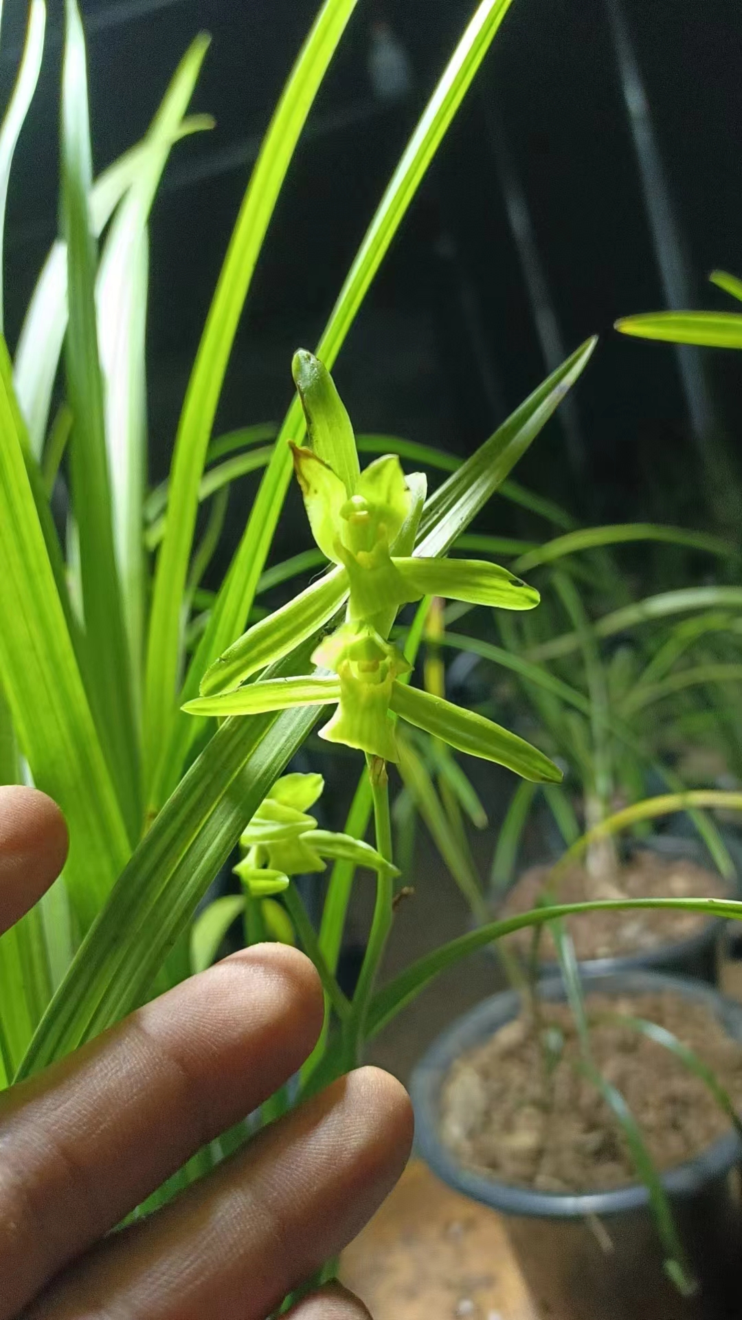 云南特色香花绿兰